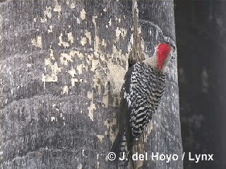 West Indian Woodpecker - ML201316121