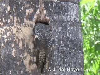 West Indian Woodpecker - ML201316131