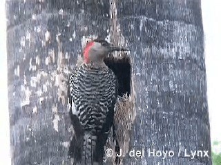 West Indian Woodpecker - ML201316141