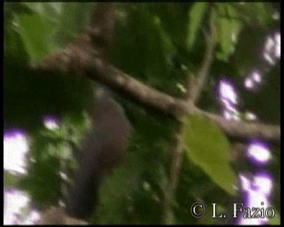 Ak Gerdanlı Güvercin [vitiensis grubu] - ML201316161