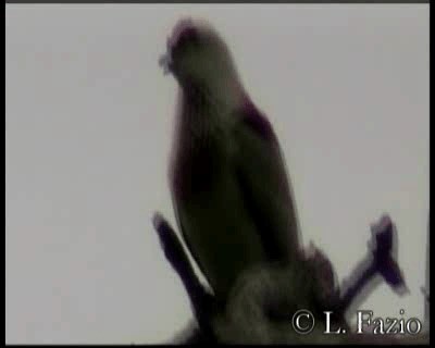 holub mnohobarvý - ML201316301