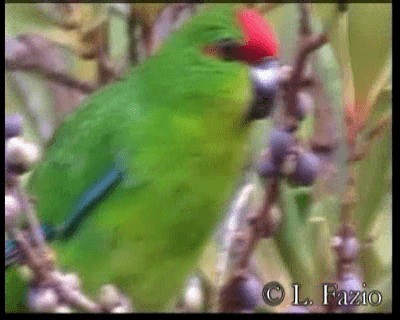 Yeni Kaledonya Papağanı - ML201316371