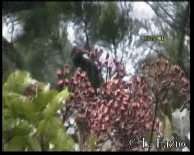 Crow Honeyeater - ML201316381