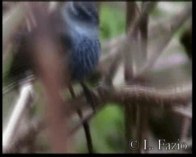 New Caledonian Streaked Fantail - ML201316471