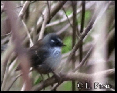 New Caledonian Streaked Fantail - ML201316481