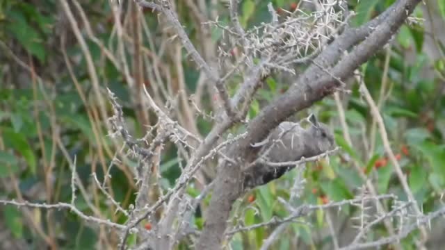Arabian Woodpecker - ML201316681