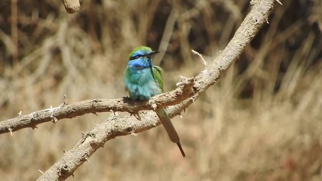 Arabian Green Bee-eater - ML201316851