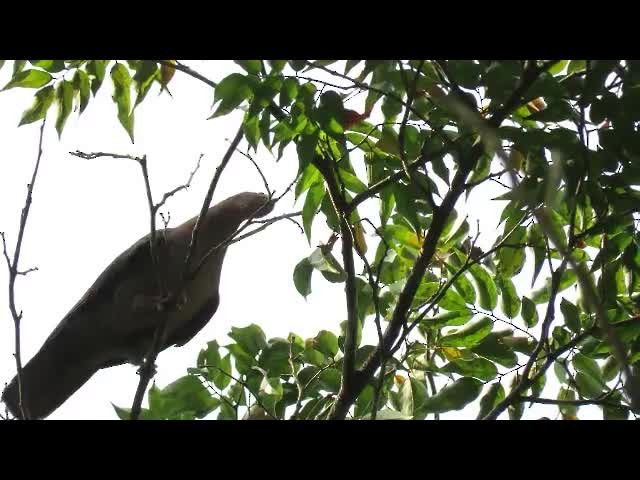 holub krátkozobý - ML201316911