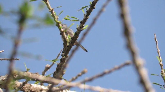 Blue-gray Gnatcatcher (obscura Group) - ML201316921