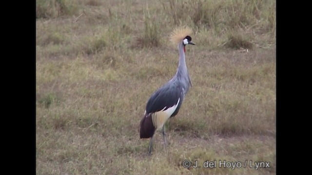 Gray Crowned-Crane - ML201317141