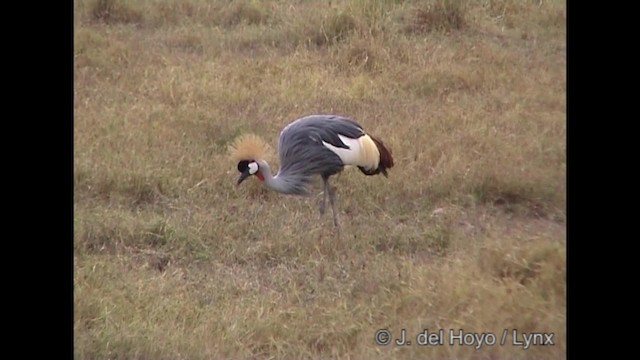 Gray Crowned-Crane - ML201317151