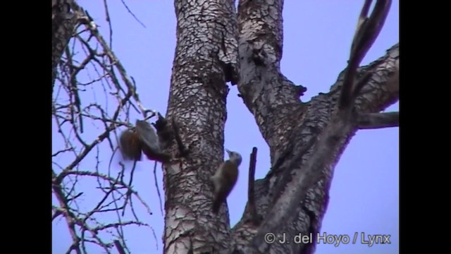 Mountain Gray Woodpecker - ML201317331