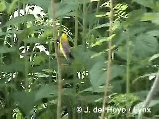 Prothonotary Warbler - ML201317531