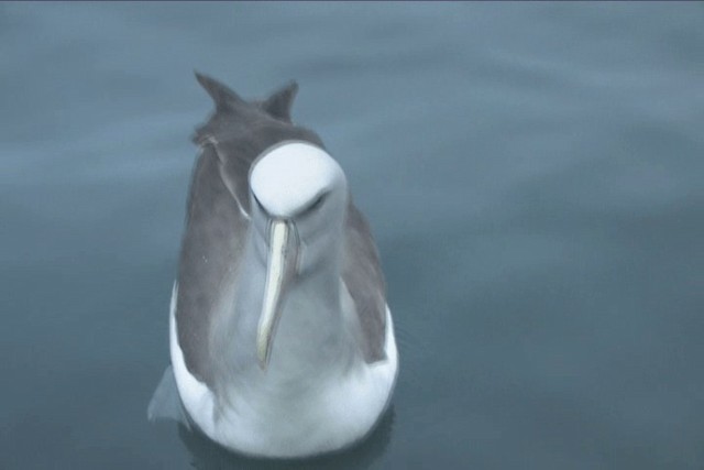 albatros snarský - ML201317741