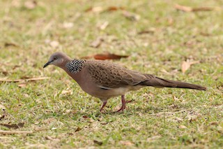Spotted Dove, ML20131781
