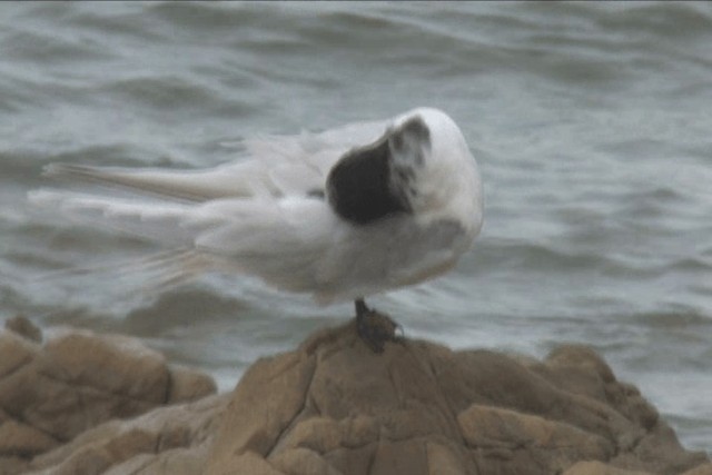 White-fronted Tern - ML201317821