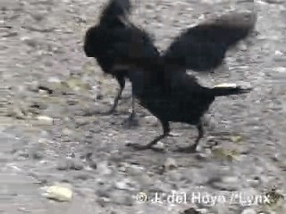 Tawny-shouldered Blackbird - ML201318201