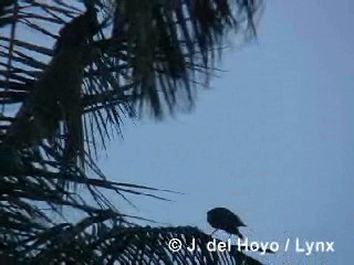 Cuban Palm-Crow - ML201318591