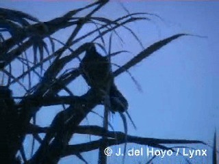Cuban Palm-Crow - ML201318601