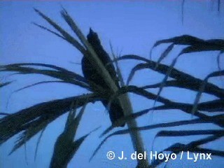 Cuban Palm-Crow - ML201318611