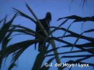 Cuban Palm-Crow - ML201318621