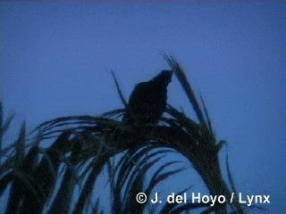 Cuban Palm-Crow - ML201318631