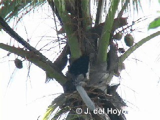 Cuban Palm-Crow - ML201318641