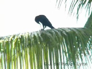 Cuban Palm-Crow - ML201318651