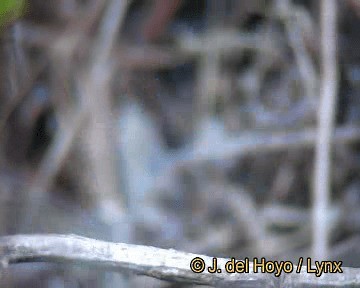 White-shouldered Fire-eye - ML201318691