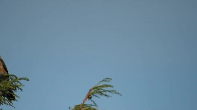 Африканский черноголовый чекан [группа torquatus] - ML201318811