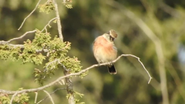 African Stonechat (African) - ML201318821