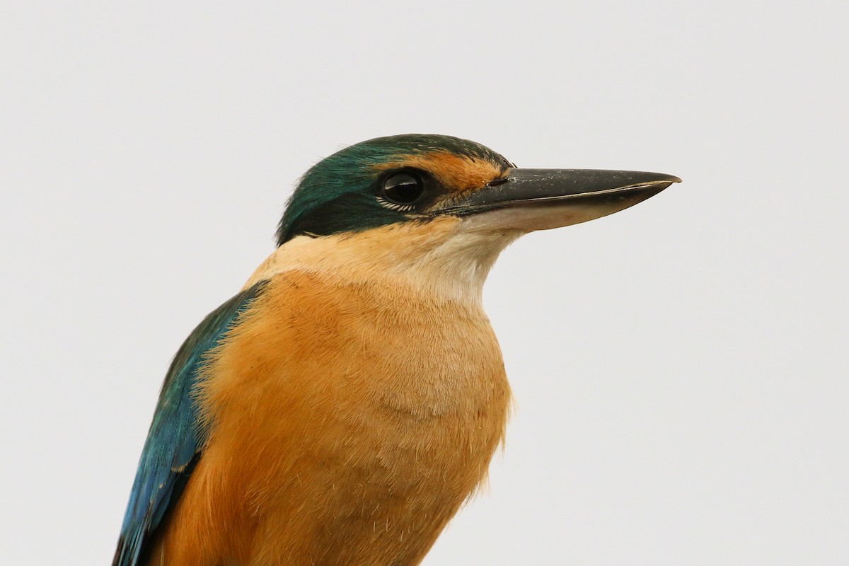 Sacred Kingfisher (Loyalty Is.) - Tommy Pedersen