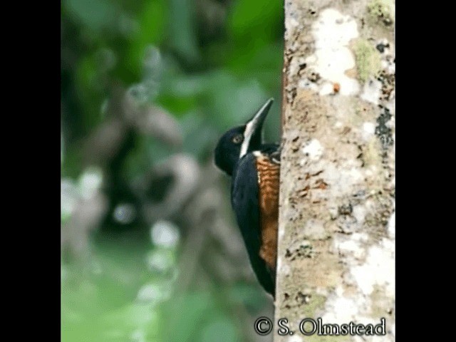 Powerful Woodpecker - ML201319061