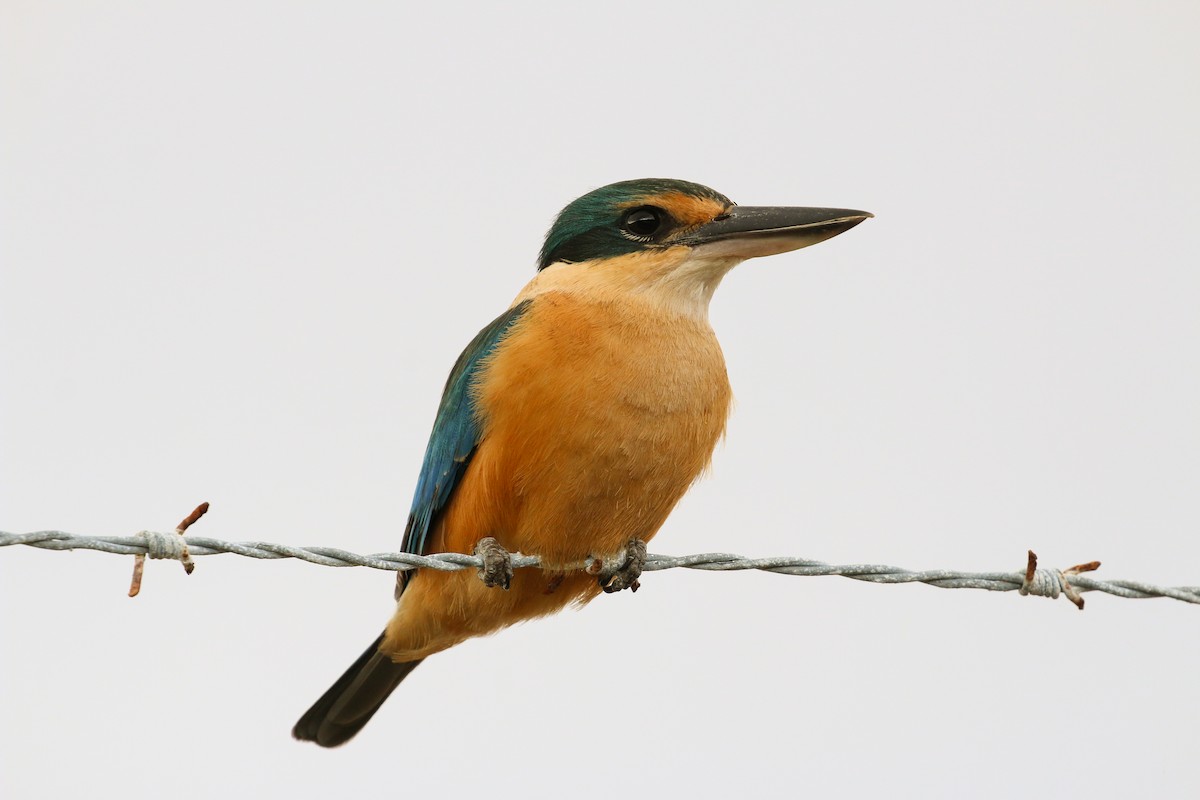 Sacred Kingfisher (Loyalty Is.) - Tommy Pedersen