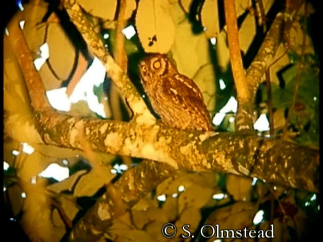 Tropical Screech-Owl - ML201319181