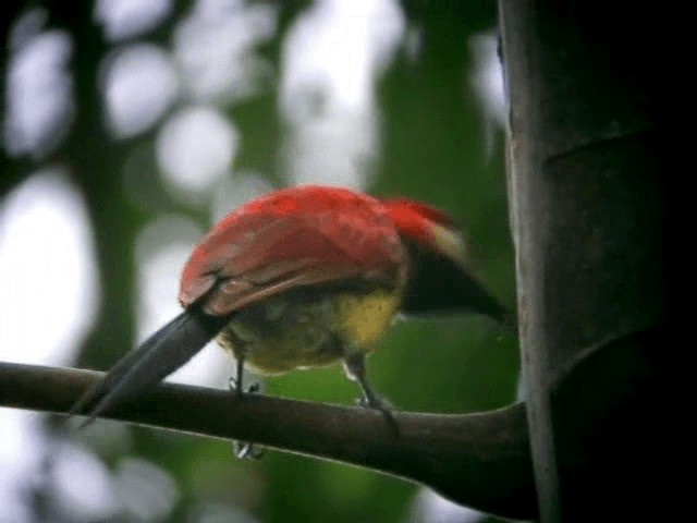 Crimson-mantled Woodpecker (Crimson-mantled) - ML201319271