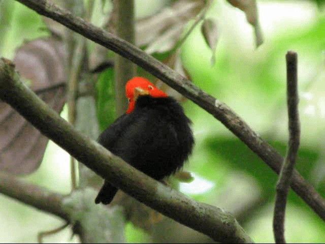 Red-capped Manakin - ML201319291