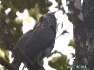 Malabar Gray Hornbill - ML201319351