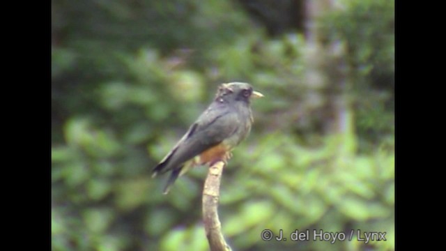 Swallow-winged Puffbird - ML201319551
