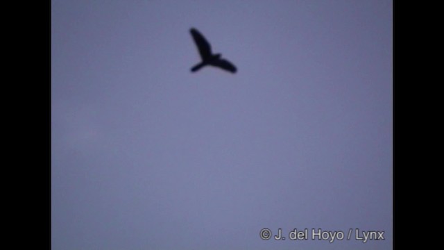 Band-tailed Nighthawk - ML201319611