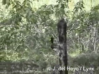 Bare-faced Curassow (Bare-faced) - ML201319741