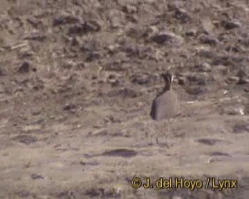 Indian Courser - ML201319901