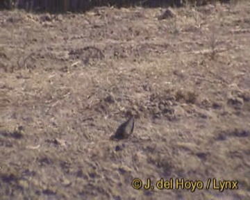 Indian Courser - ML201319911