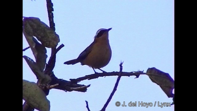 White-browed Robin-Chat - ML201320001