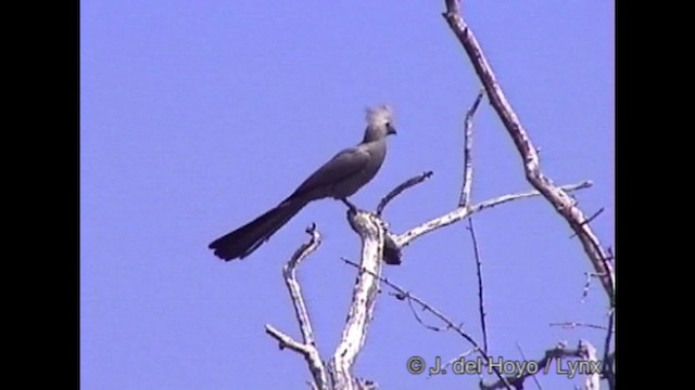 Gray Go-away-bird - ML201320011