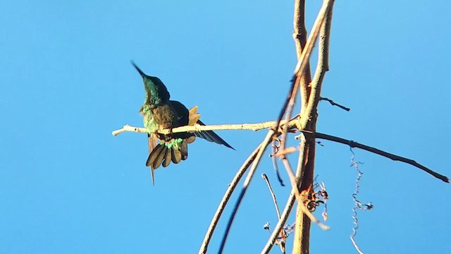 kolibřík křivozobec - ML201320521