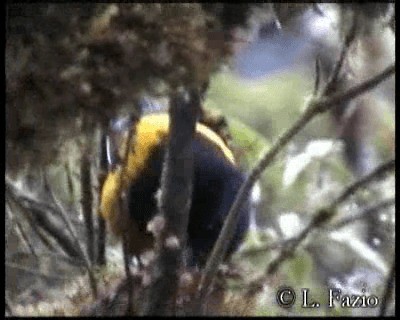 Golden-backed Mountain Tanager - ML201320641
