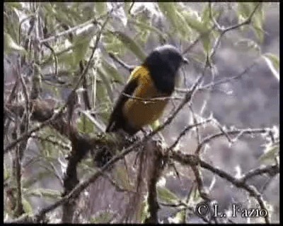 Golden-backed Mountain Tanager - ML201320651