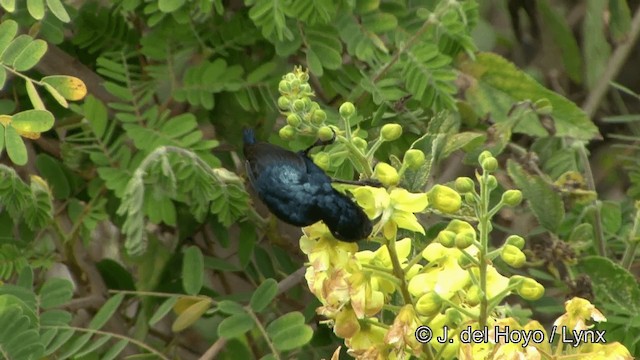 Purpurnektarvogel - ML201321171