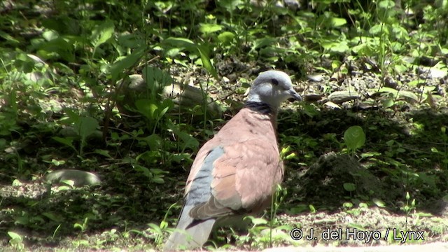 Red Collared-Dove - ML201321271